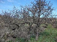 iara Scorciavacca-20110213 013